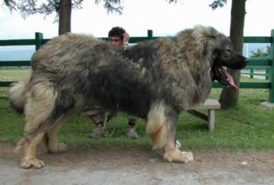 Cамые редкие в мире породы собак. Фото
