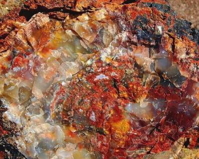 Красота, застывшая в камне: окаменевший лес Аризоны. Фото