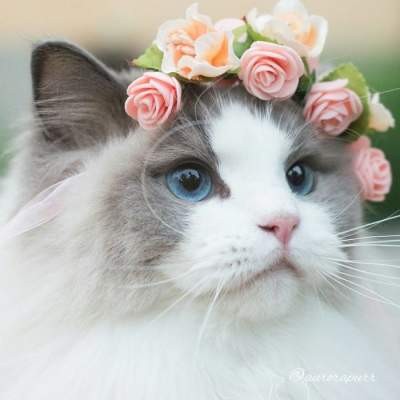Кошка Аврора покорила мир своей красотой. Фото