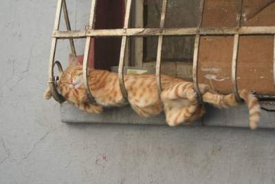 Оказывается, коты могут спать где угодно и как угодно. Фото