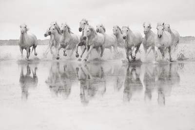 Белоснежные лошади Камаргу - захватывающее зрелище. Фото