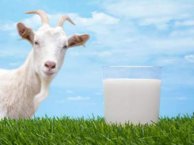 Козье молоко и его неоценимая польза