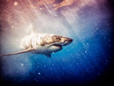 Фотограф рисковал жизнью ради этих снимков с акулами. Фото
