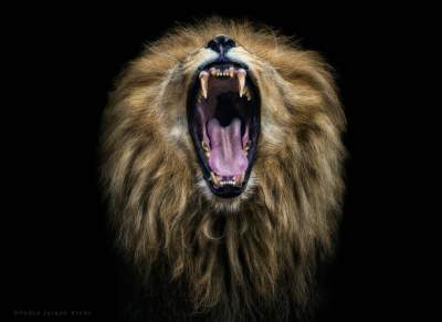 Сила природы: потрясающие портреты диких животных. Фото