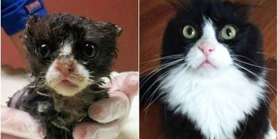 Бездомные кошки: до и после того, как их подобрали на улице. Фото