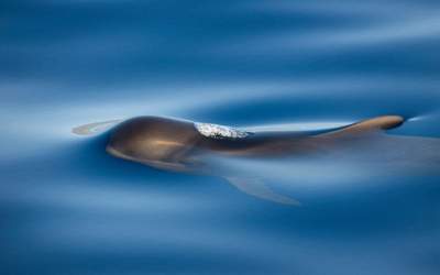 Красота и величие китов в работах талантливого фотохудожника. Фото