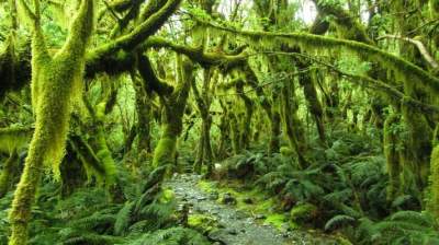 Фотографии, с которыми вы откроете для себя волшебную природу Новой Зеландии. Фото