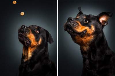 Так выглядит радость: непередаваемые эмоции собак, увидевших еду. Фото