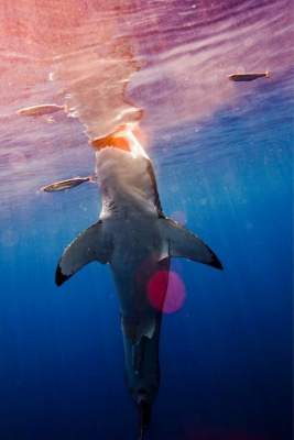 Фотограф рисковал жизнью ради этих снимков с акулами. Фото