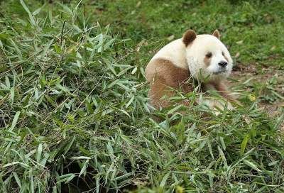 Так выглядит единственная в мире коричневая панда. Фото