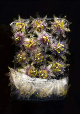 Цветы и лед в серии завораживающих снимков Брюса Бойда. Фото 