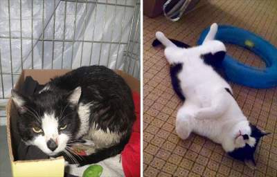 Бездомные кошки: до и после того, как их подобрали на улице. Фото
