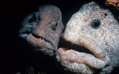 Эти морские обитатели могут присниться в кошмарном сне. Фото