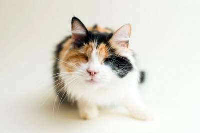 Фотограф показал красоту слепых кошек. Фото