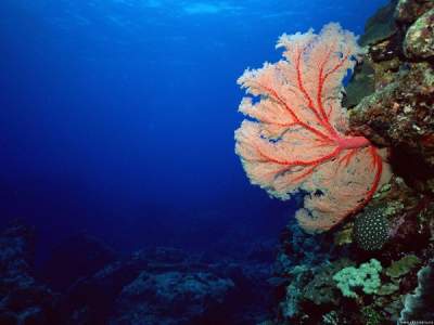Морская бактерия может бороться с глобальным потеплением 