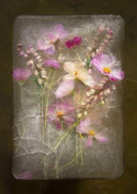 Цветы и лед в серии завораживающих снимков Брюса Бойда. Фото 
