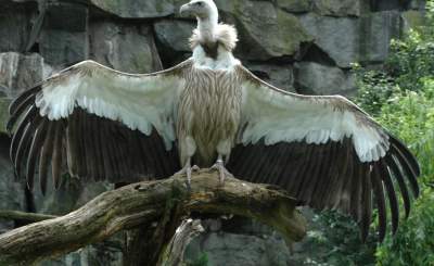 Самые большие в мире хищные птицы. Фото