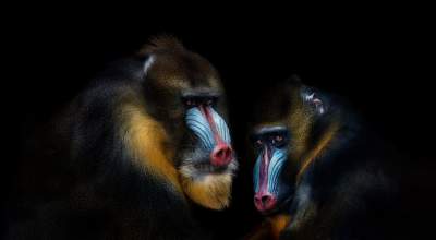 Сила природы: потрясающие портреты диких животных. Фото