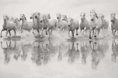 Белоснежные лошади Камаргу - захватывающее зрелище. Фото