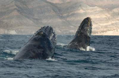 Красота и величие китов в работах талантливого фотохудожника. Фото