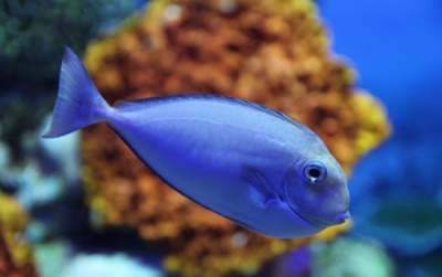 Климатические изменения на планете влияют на морских рыб 