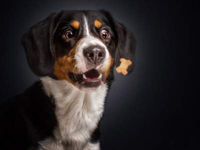 Так выглядит радость: непередаваемые эмоции собак, увидевших еду. Фото