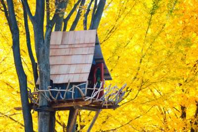 Необычные дома, построенные на деревьях. Фото