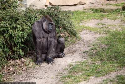 Виртуальная экскурсия по самому известному зоопарку Германии. Фото