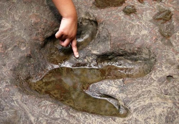 В Китае найдены древние следы большого динозавра