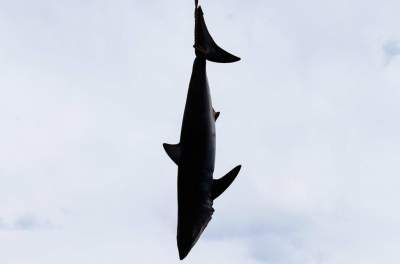 Жуткие кадры с чемпионата по ловле акул. Фото